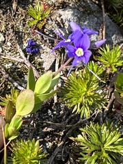 Veronica cusickii