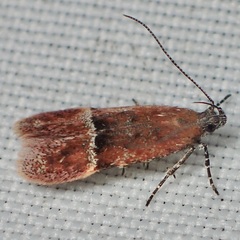 Eudactylota iobapta