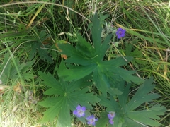 Geranium pseudosibiricum