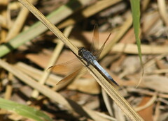 Orthetrum caledonicum