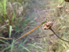 Paracercion hieroglyphicum