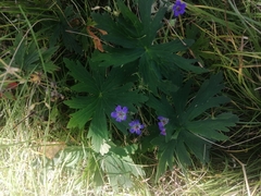 Geranium pseudosibiricum