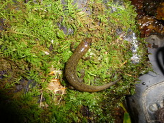 Desmognathus kanawha