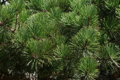 Pinus rigida