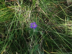 Geranium pseudosibiricum