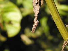 Macugonalia leucomelas