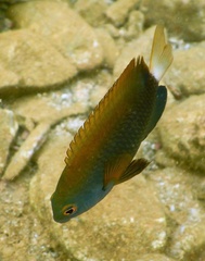 Pomacentrus chrysurus