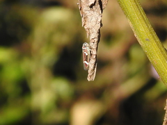 Macugonalia leucomelas
