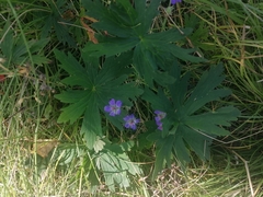 Geranium pseudosibiricum