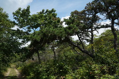 Pinus rigida