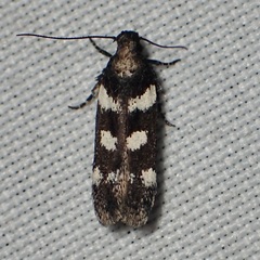 Filatima arizonella