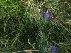 Geranium pseudosibiricum