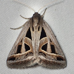 Callistege diagonalis