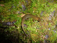 Desmognathus kanawha