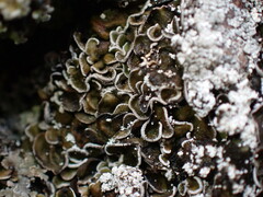 Psora