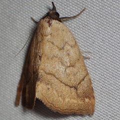 Isogona punctipennis