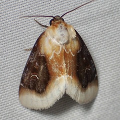 Chrysoecia scira