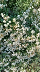 Ageratina herbacea