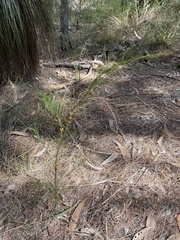 Allocasuarina