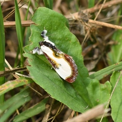 Eudryas grata