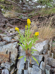Solidago