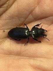 Scarites subterraneus