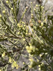 Baccharis pilularis