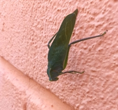 Steirodon