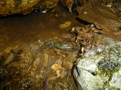Desmognathus kanawha