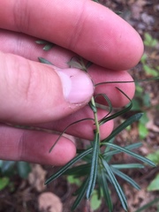 Ionactis linariifolia