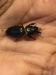 Scarites subterraneus