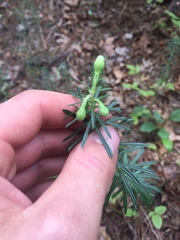 Ionactis linariifolia