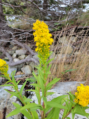 Solidago