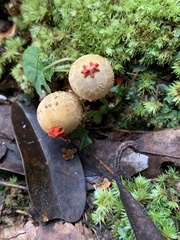 Calostoma ravenelii