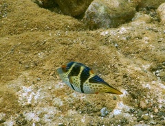 Canthigaster valentini
