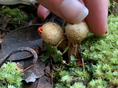 Calostoma ravenelii