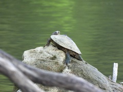 Graptemys ouachitensis