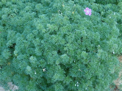 Geranium incanum
