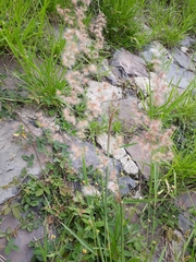 Melinis repens