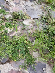 Melinis repens