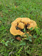 Hydnellum aurantiacum