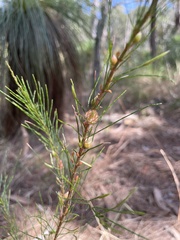 Allocasuarina