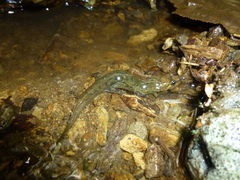 Desmognathus kanawha