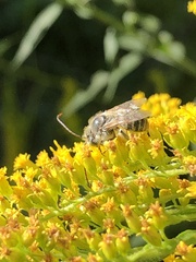 Melissodes druriellus
