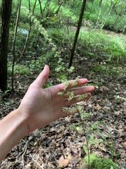 Stenanthium gramineum