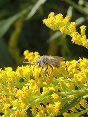 Melissodes druriellus