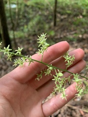 Stenanthium gramineum