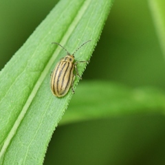 Ophraella