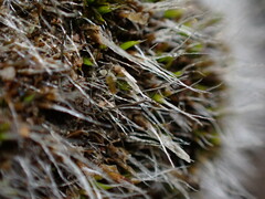 Coscinodon calyptratus