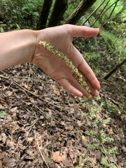 Stenanthium gramineum